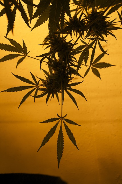 毫米 玛丽珍 大麻 - 上的免费照片
