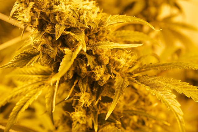 毫米 玛丽珍 大麻 - 上的免费照片