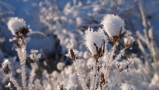 雪 植物 心 - 上的免费照片
