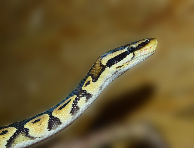 线 Python 球 - 上的免费照片