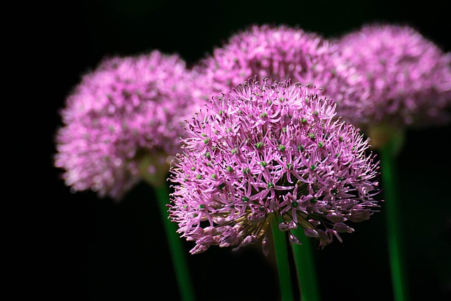 花朵 波斯洋葱 紫色的花朵 - 上的免费照片