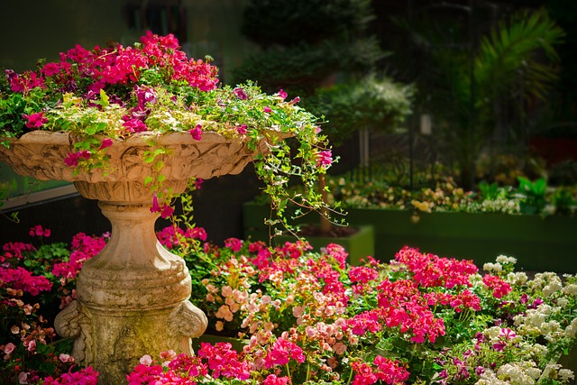 花园 花朵 植物 - 上的免费照片
