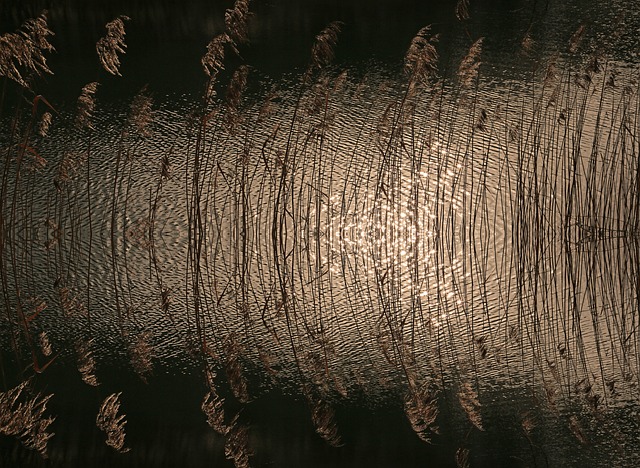 芦苇 湖 水 - 上的免费照片