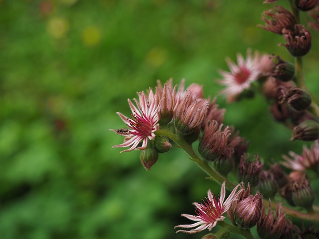 山房市 生长期 开花 - 上的免费照片
