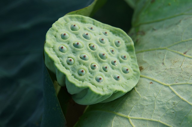 植物 绿色 - 上的免费照片