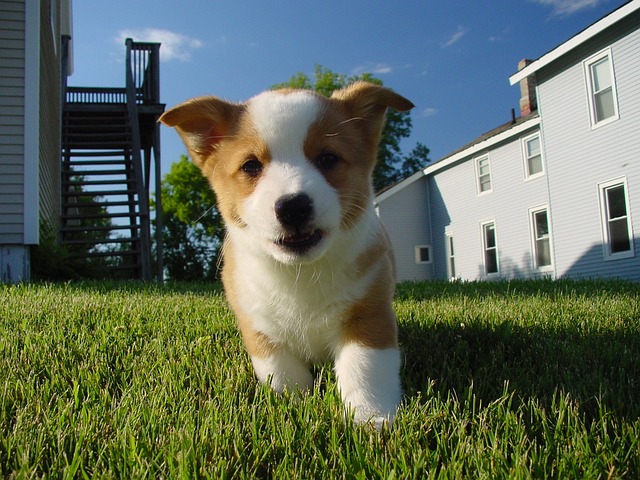 小狗 狗 柯基犬 - 上的免费照片