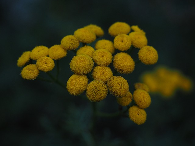 艾菊 开花 黄色 - 上的免费照片