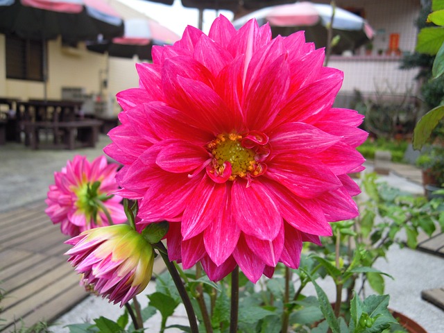 大理花 Dahlia 紅色 - 上的免费照片