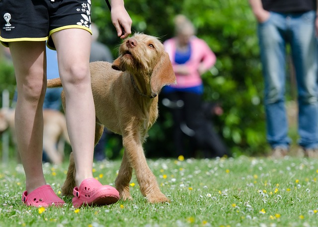 狗学校 训犬 匈牙利指点犬 - 上的免费照片