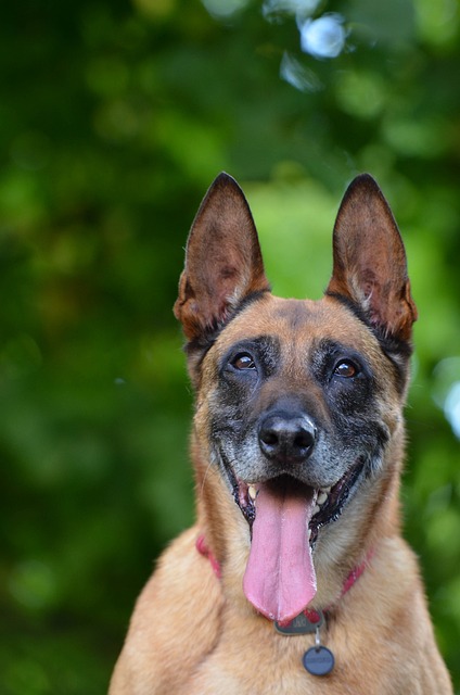 玛利诺犬 比利时牧羊犬 肖像 - 上的免费照片