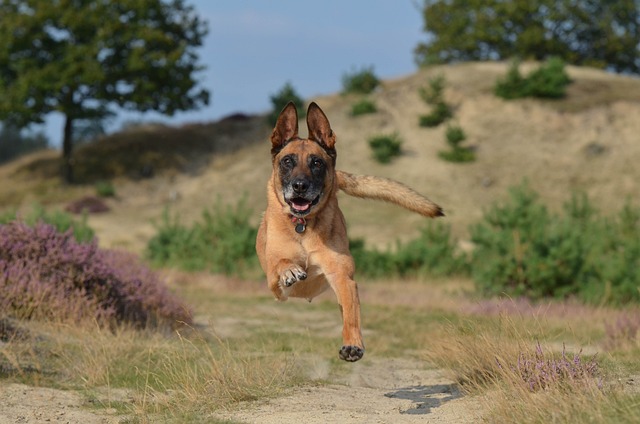 玛利诺犬 飞跃 功能强大 - 上的免费照片