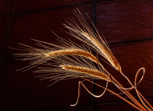 大麦 乾的草 谷物 - 上的免费照片