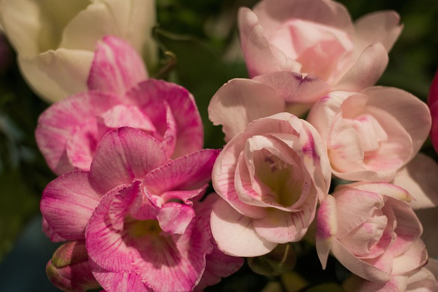 小苍兰 粉色的 花 - 上的免费照片