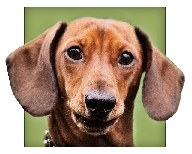 哈利 德语 品种 - 上的免费照片