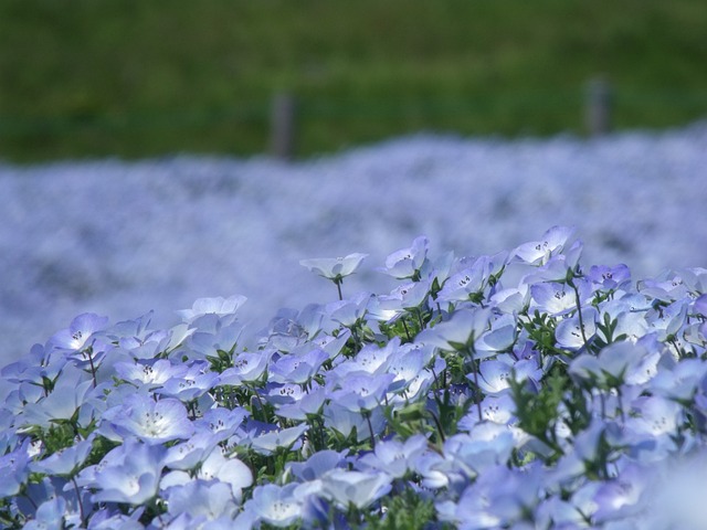 Nemophila 公园 茨城县 - 上的免费照片