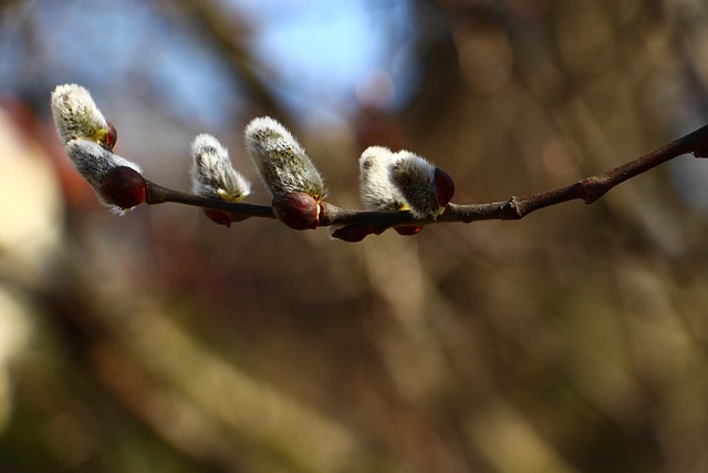 魏登凯茨臣 植物 猫柳 - 上的免费照片