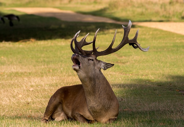 鹿 荒野 动物 - 上的免费照片