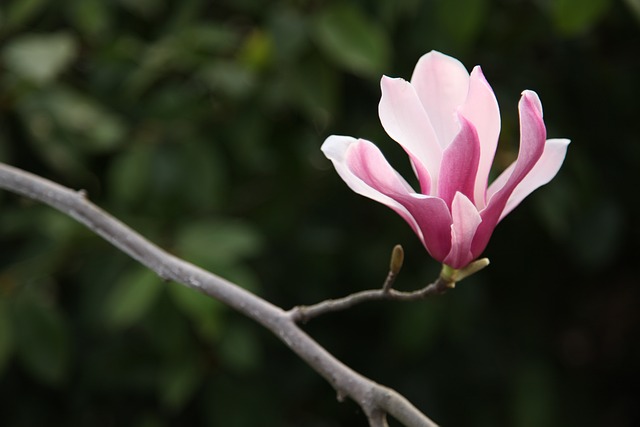 玉兰 玉兰花 花朵 - 上的免费照片
