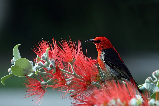 猩红色食蜜者 鸟 红色的 - 上的免费照片