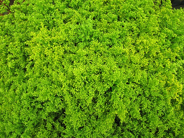 绿色 切花 团结 - 上的免费照片