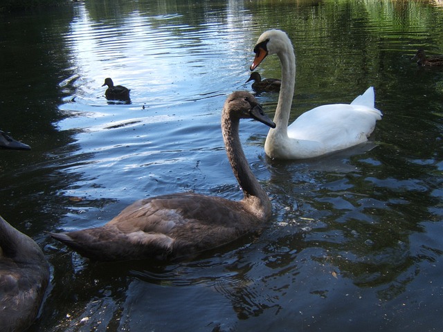 阿芬伯格 塞勒姆 天鹅 - 上的免费照片