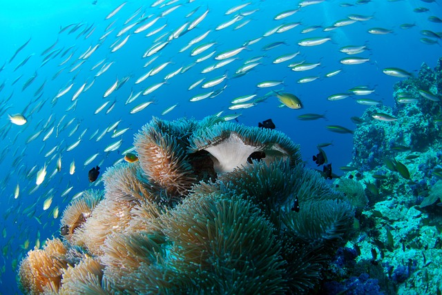 潜水 水下 海洋 - 上的免费照片