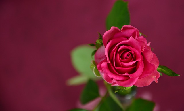 玫瑰 粉色的 花 - 上的免费照片