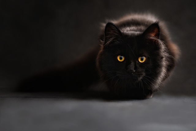 缅因库恩 猫 猫的眼睛 - 上的免费照片