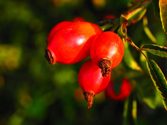玫瑰果 水果 红色的 - 上的免费照片