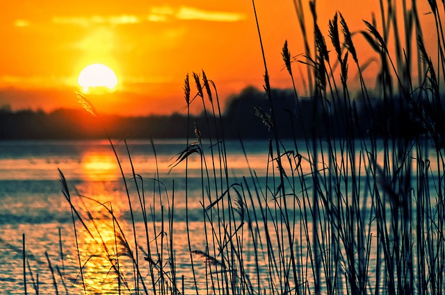 湖 芦苇 日落 - 上的免费照片