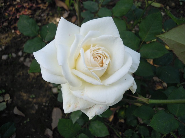 白色 玫瑰 Rose - 上的免费照片