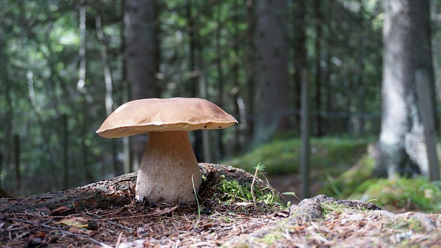 咕噜咕噜 石蘑菇 - 上的免费照片