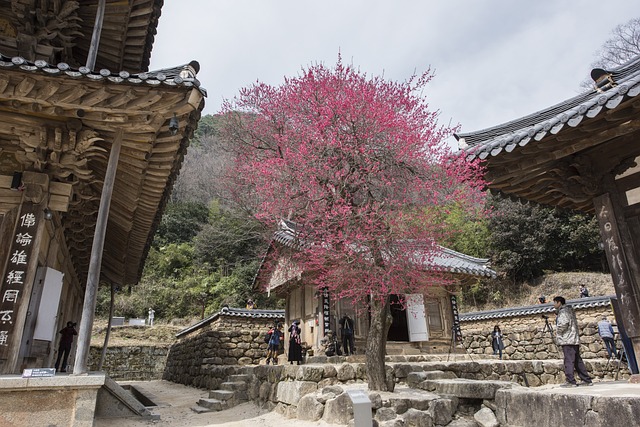 华严寺 红梅 - 上的免费照片