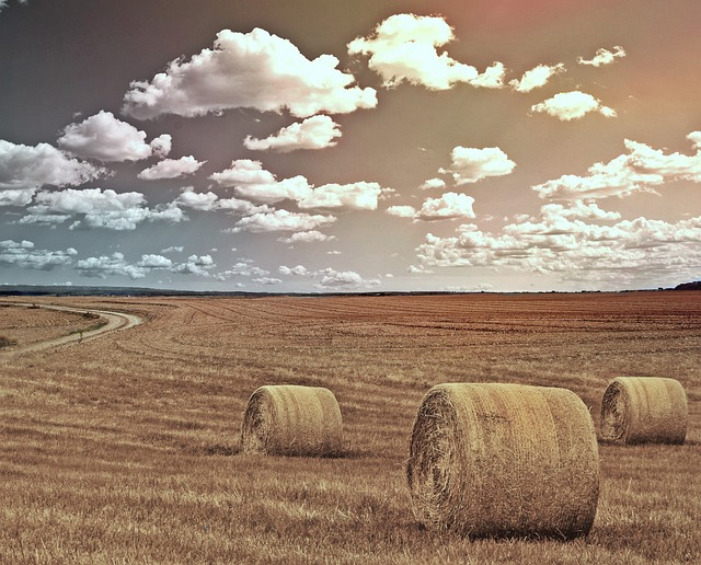 场地 稻草包 农业 - 上的免费照片