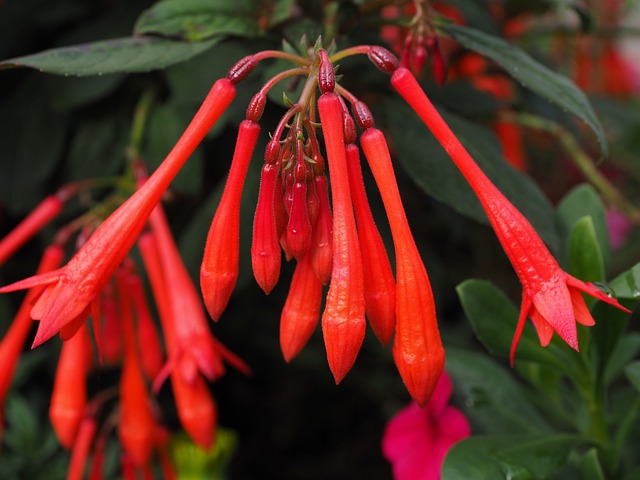紫红色 Triphylla 开花 红色的 - 上的免费照片