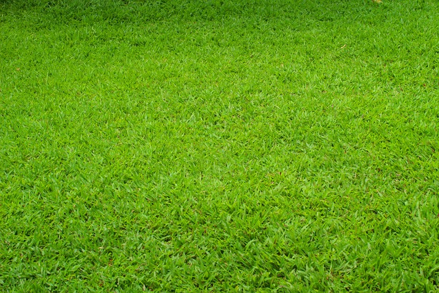 绿色 草 草地 - 上的免费照片