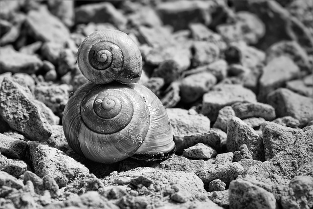 蜗牛 贝壳 蜗牛壳 - 上的免费照片