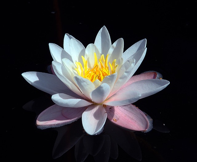 水中百合 除尘厂 - 上的免费照片