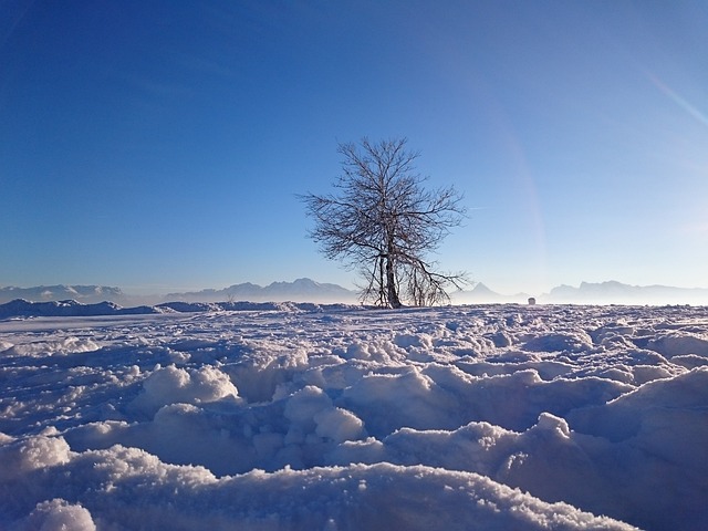 冬天 树 雪 - 上的免费照片