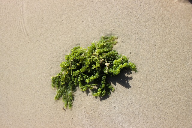 海藻 海 植物 - 上的免费照片