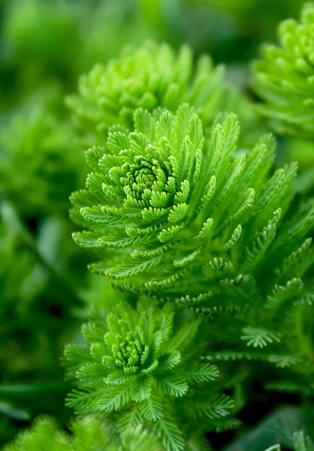 自来水厂 苔藓 氧合器 - 上的免费照片