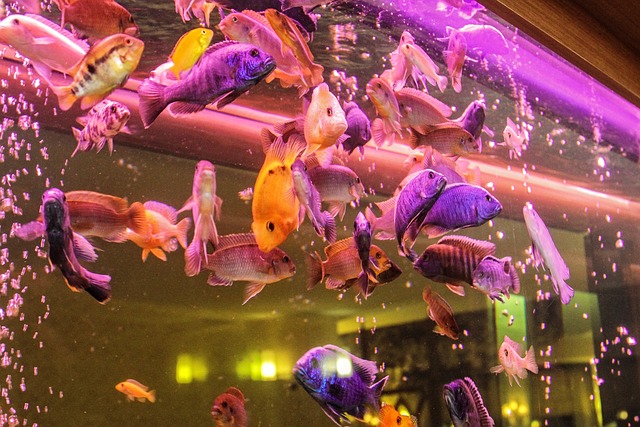水族馆 观赏鱼 鱼 - 上的免费照片