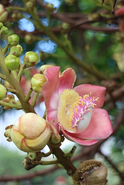炮弹树 散景 夏时制 - 上的免费照片