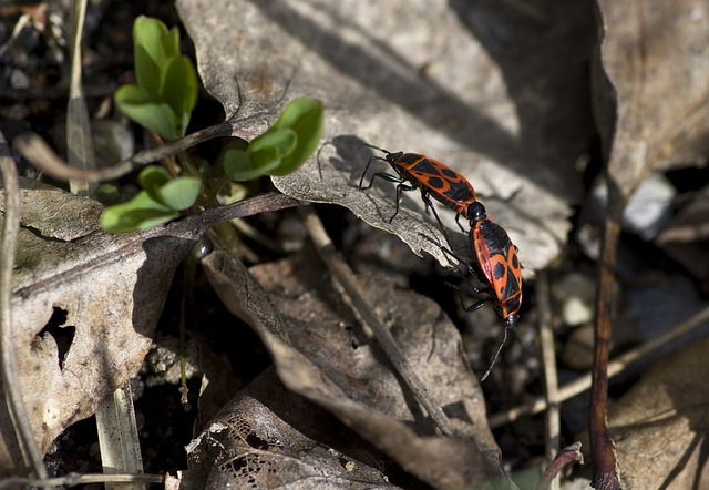 火虫 配对 自然 - 上的免费照片