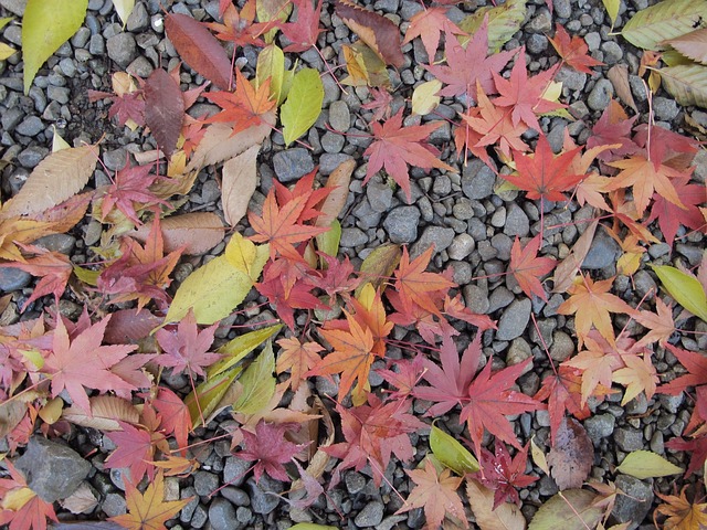 楓葉 日本 地面 - 上的免费照片