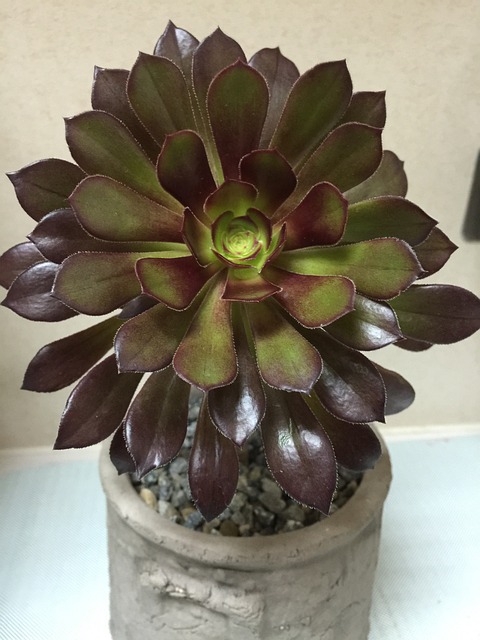 植物 多肉 - 上的免费照片