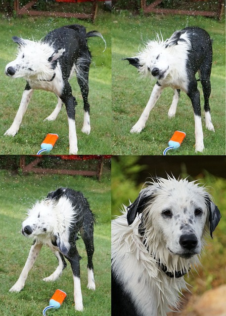 狗 湿的 摇 - 上的免费照片