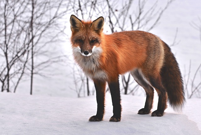 狐狸 自然 动物 - 上的免费照片