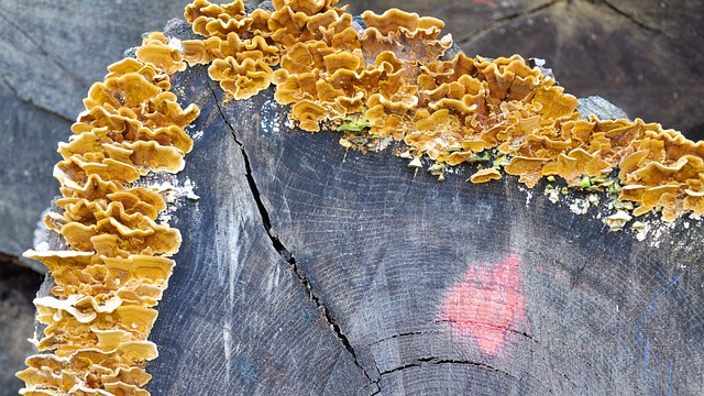 塔普洛蘑菇 森林 - 上的免费照片