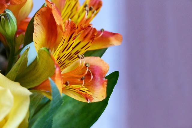 小苍兰 花 自然 - 上的免费照片